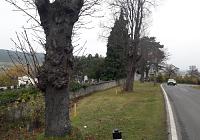 Neue Bäume beim Friedhof Großau